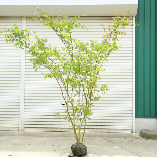 楽天市場】もみじ 本株立の通販