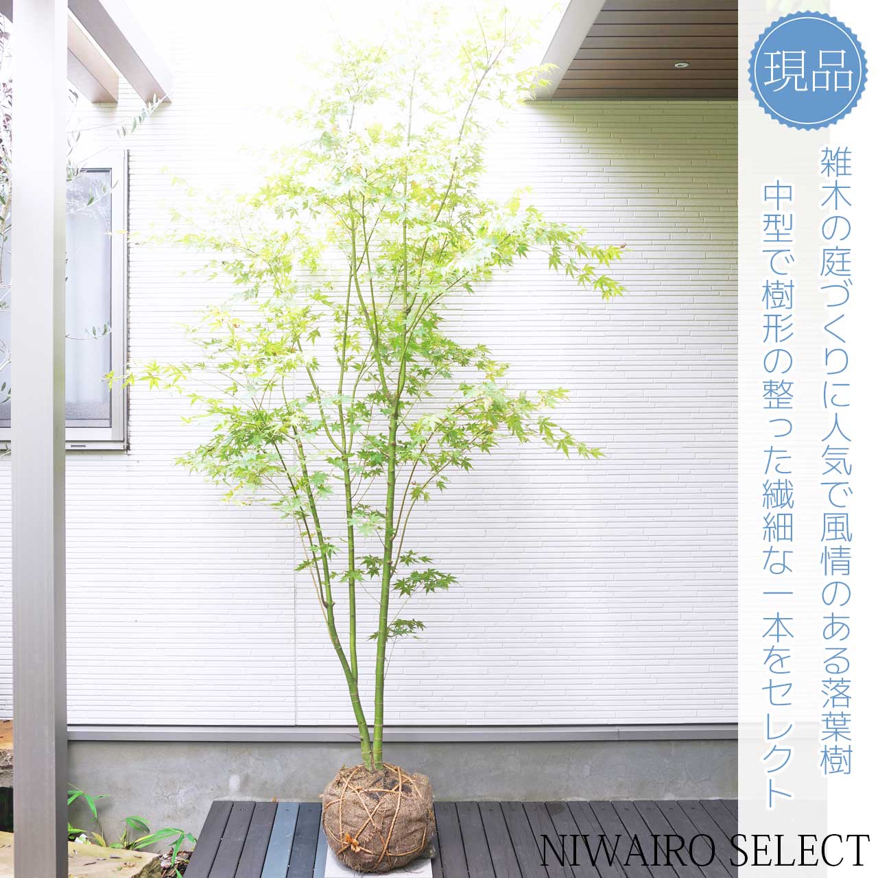 楽天市場】【モミジ】イロハモミジ 自然樹形 樹高H≒230 × 枝張W