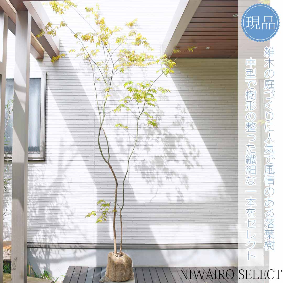 楽天市場】山採り【イロハモミジ】 紅葉 株立ち 自然樹形 樹高H≒260