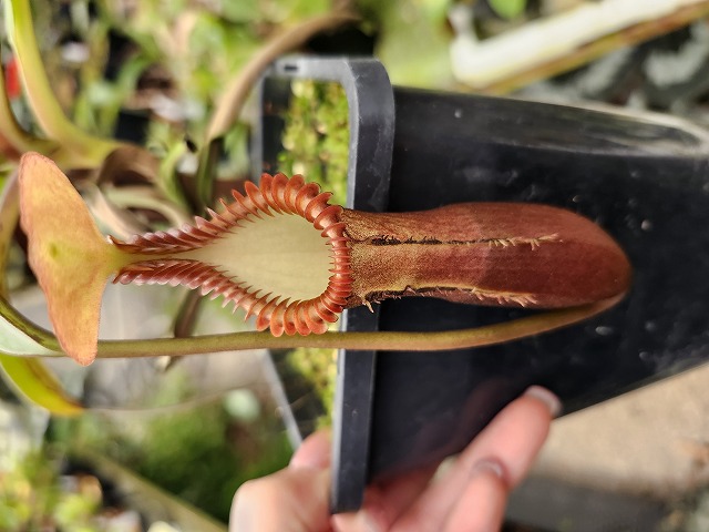 R415 1-2 N. edwardsiana (Tambuyukon) - Y's Exotics （山田食虫植物