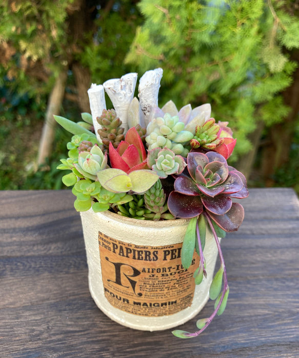 多肉植物寄せ植え 多肉 リメイク缶鉢 多肉植物 galleryk's植物 通販