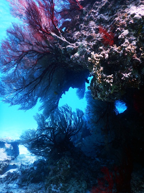 リュウキュウイソバナ♪ | マリンサービスふしま