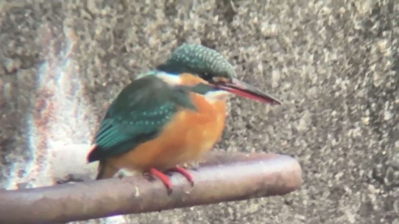 善福寺川 カワセミ - YouTube