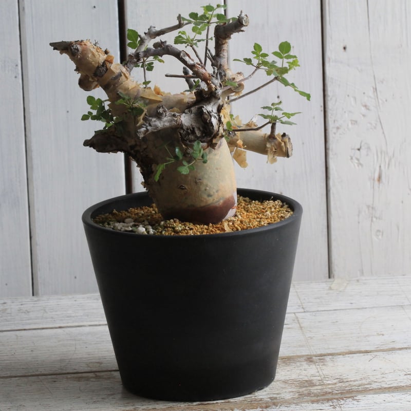 コミフォラ カタフ ターカネンシス 現地球 | hanayoshi-botanical