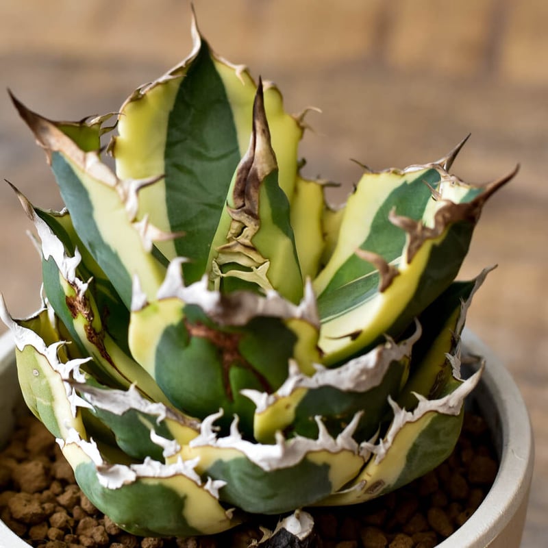 アガベ チタノタ スナグルトゥース【存在感抜群の大人気株！なかなか