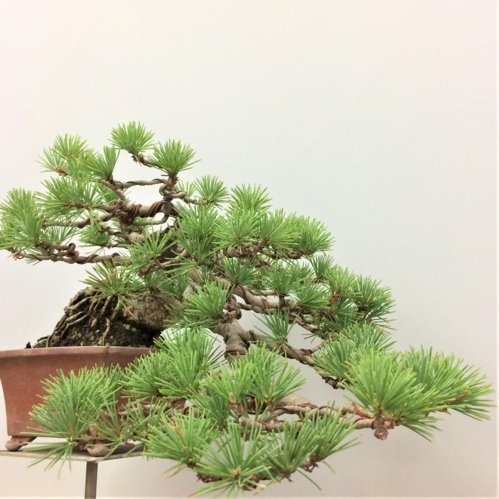 盆栽 五葉松 懸崖/盆栽、多肉植物、塊根植物、観葉植物通販/KIDORI