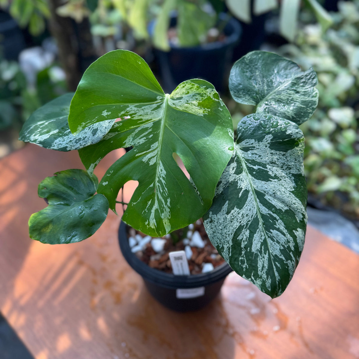 コレクション】モンステラ・デリシオーサ 'ベトシオーサ' – RARE