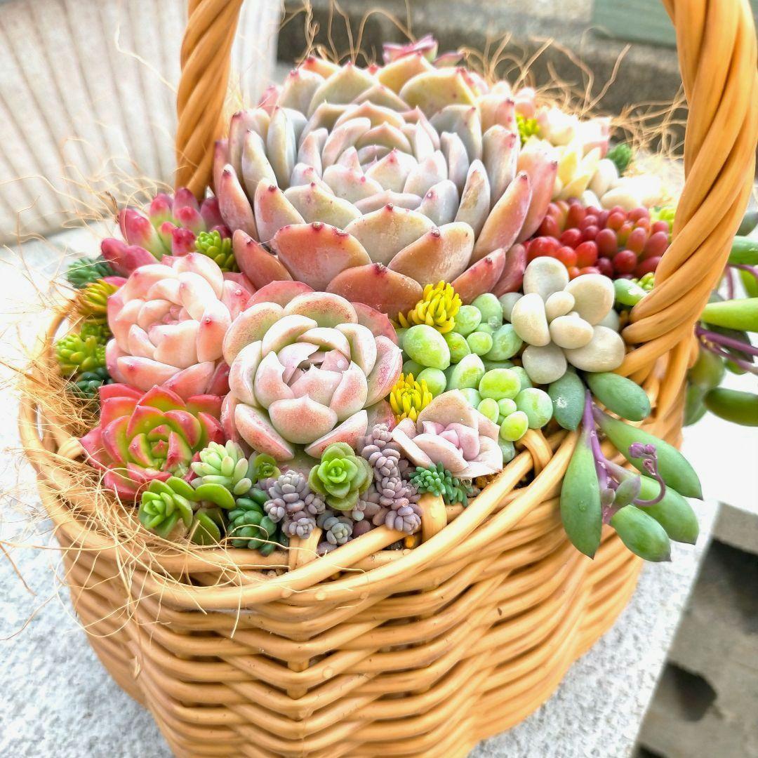 多肉植物寄せ植え✩.*˚そのまま飾れる✩.*˚ - メルカリ