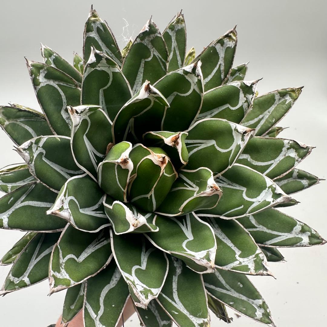 多肉植物・アガベ特選 ダルマ笹の雪 濃白株 極上株 包葉 球形 Yahoo!オークション - 多肉植物 アガベ 超 特選 ダルマ笹の雪 濃白株