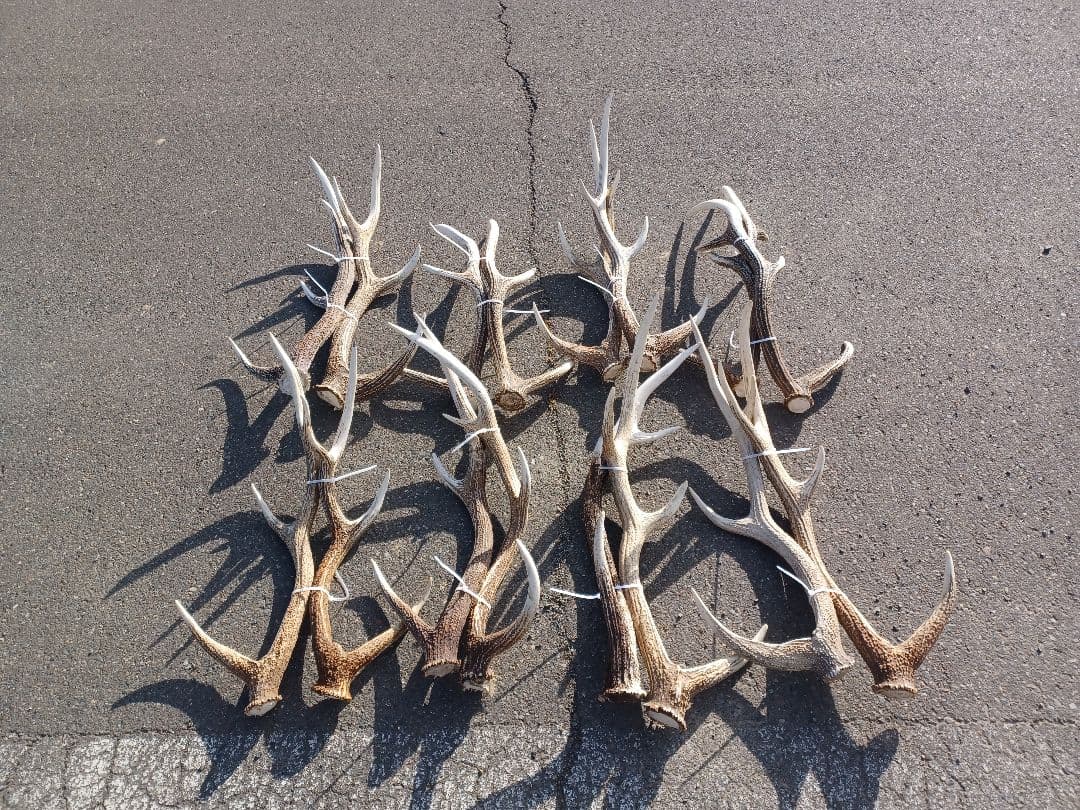 エゾシカの角　16本 楽天市場】【鹿角】おまかせ 枝角 14cm～16cm 用途自由 ペットおもちゃ