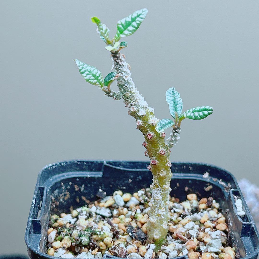 早い者勝ち☆発根済】 ドルステニア ギガス ブラータ 短葉 シルバーリーフ