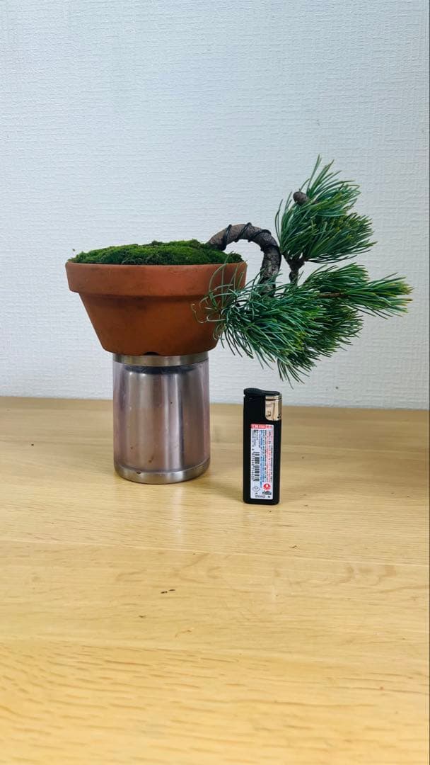 五葉松半懸崖盆栽 Mountain white pine middle size 🔥🔥🔥 山採り五葉松中品サイズ半