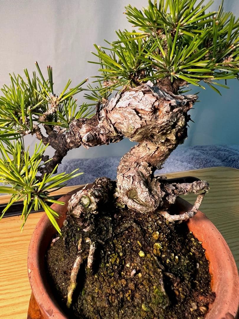 黒松　古木　変わり木 盆栽＃15 黒松の古木を文人木へ｜asahinakeisuke