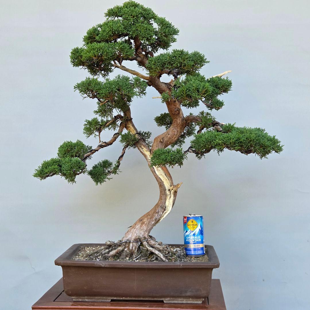 真柏　[模様木]　大品盆栽 大品盆栽：極上糸魚川真柏石付き 現品 しんぱく シンパク Shinpaku