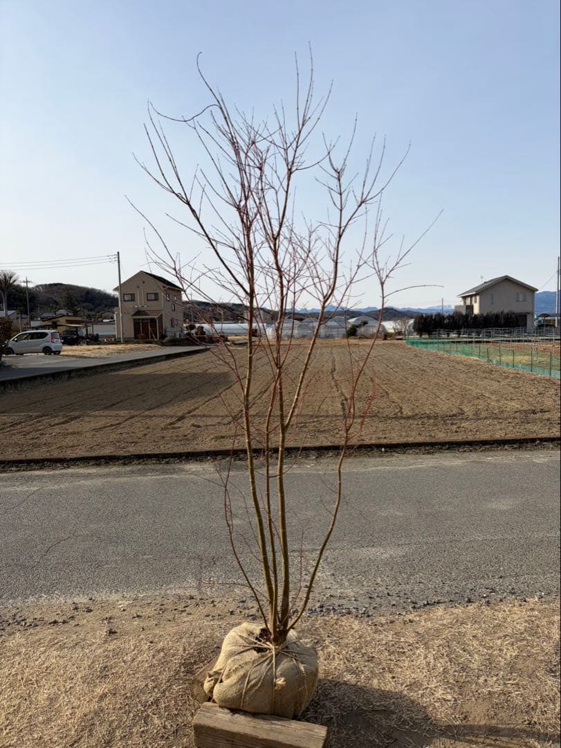 イロハモミジ 自然樹形 本株立ち 4本立ち 楽天市場】［生産者直送］イロハモミジ 株立ち 樹高約1.3m 送料無料