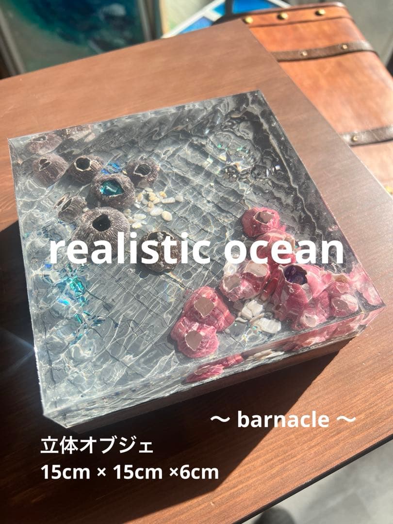 【波紋アート】Real Ocean／barnacle／フジツボ／15cmプリズム フジツボ【約5～8cm/1個】在庫限り En: Barnacles Bclass(size:5-8cm) 貝殻